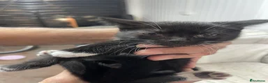 Mixed Breed 9