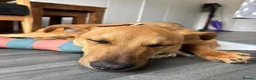 Mixed Breed dogs for adoption: 🐾 Meet Rufus – He Needs a Chance, Not a Kennel 🐾 - Advert 2
