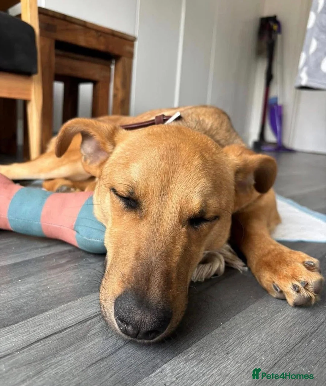 Mixed Breed dogs for adoption: 🐾 Meet Rufus – He Needs a Chance, Not a Kennel 🐾 - Advert 2
