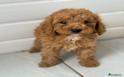 Maltipoo dogs for sale: Quality Korean maltipoos - Image 29