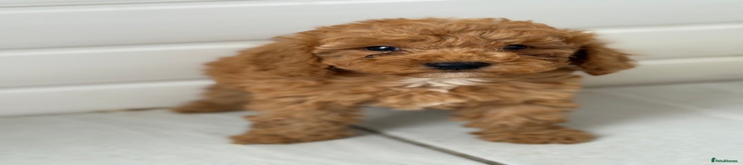 Maltipoo Puppy 5