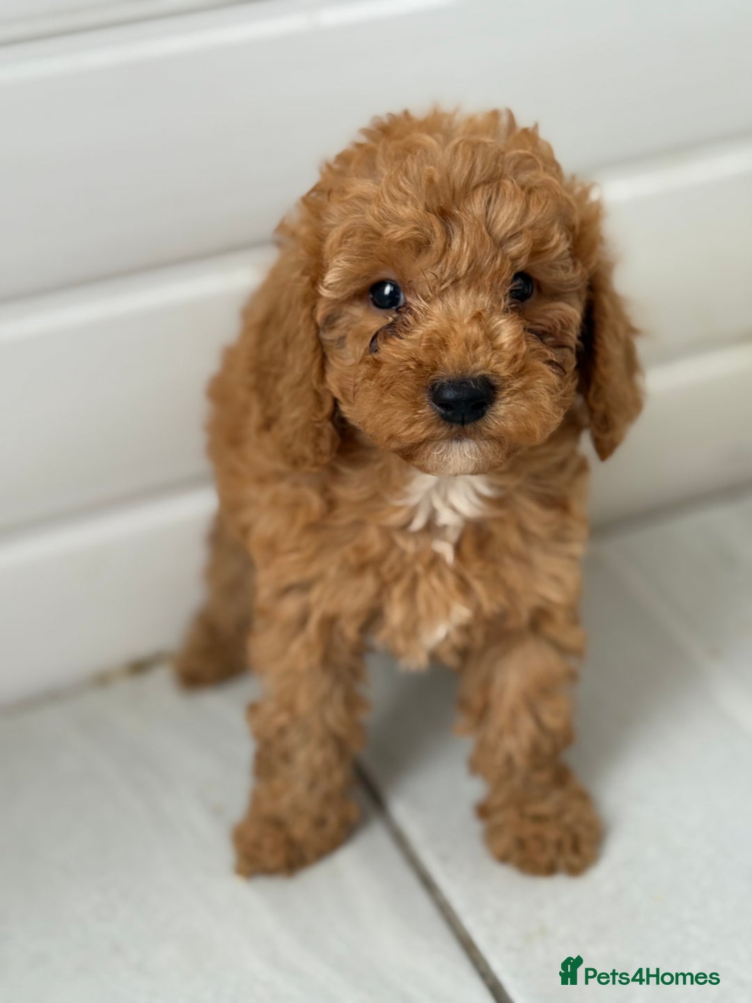 Maltipoo dogs for sale: Quality Korean maltipoos - Image 29