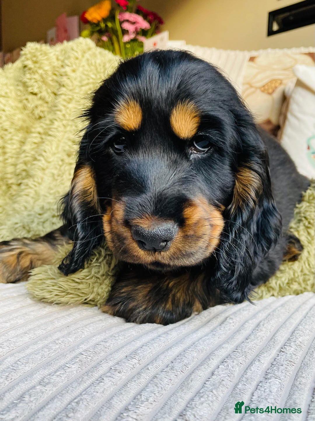 Cocker Spaniel dogs for sale: Top quality fully health tested show cocker pups - Image 23