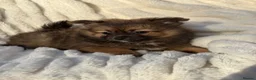 Pomeranian dogs for sale: 🐾 Teddy Pomeranian Puppies Ready To Home 🐾 - Advert 7