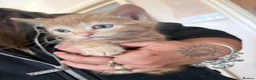 Domestic Shorthair cats for sale: 2 beautiful ginger baby’s  - Advert 10