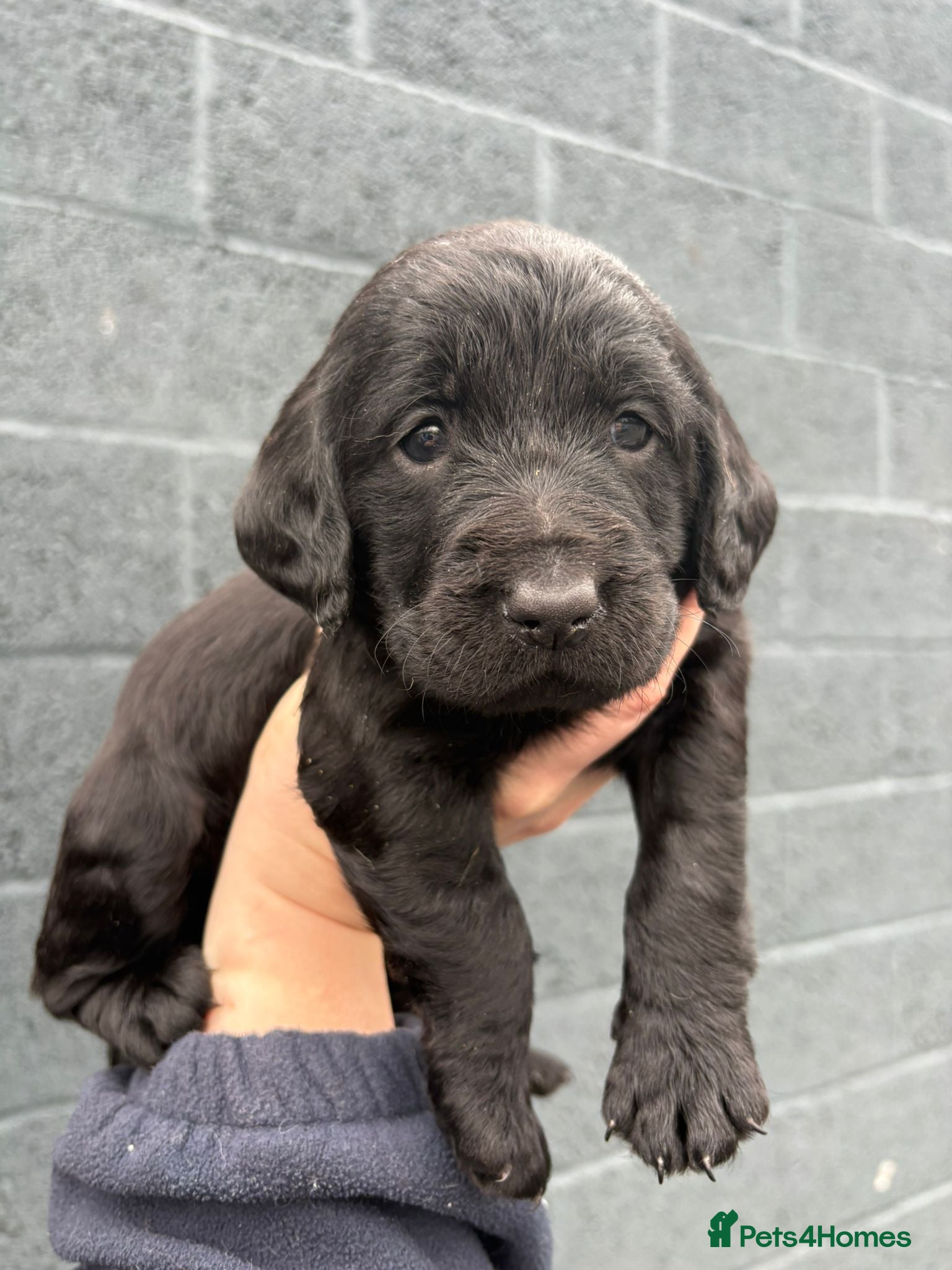 Labradoodle dogs F1 Standard Labradoodle pups - Advert 3