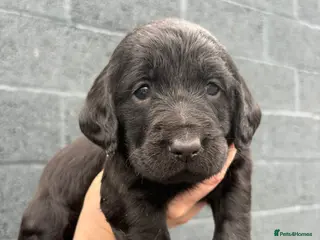 Labradoodle dogs F1 Standard Labradoodle pups - Advert 3