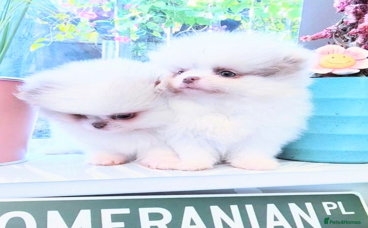 Pomeranian dogs - Advert 12
