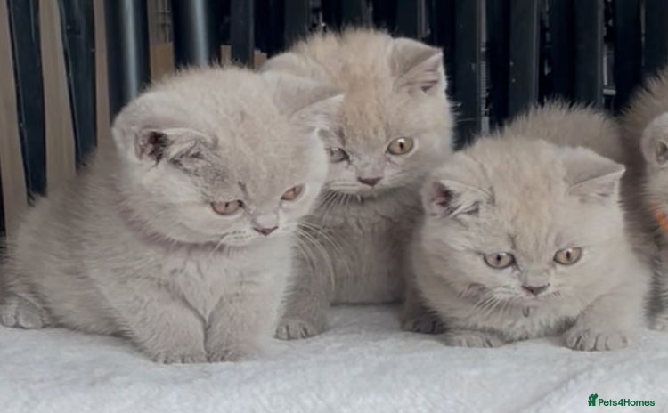 British Shorthair cats - Advert 6