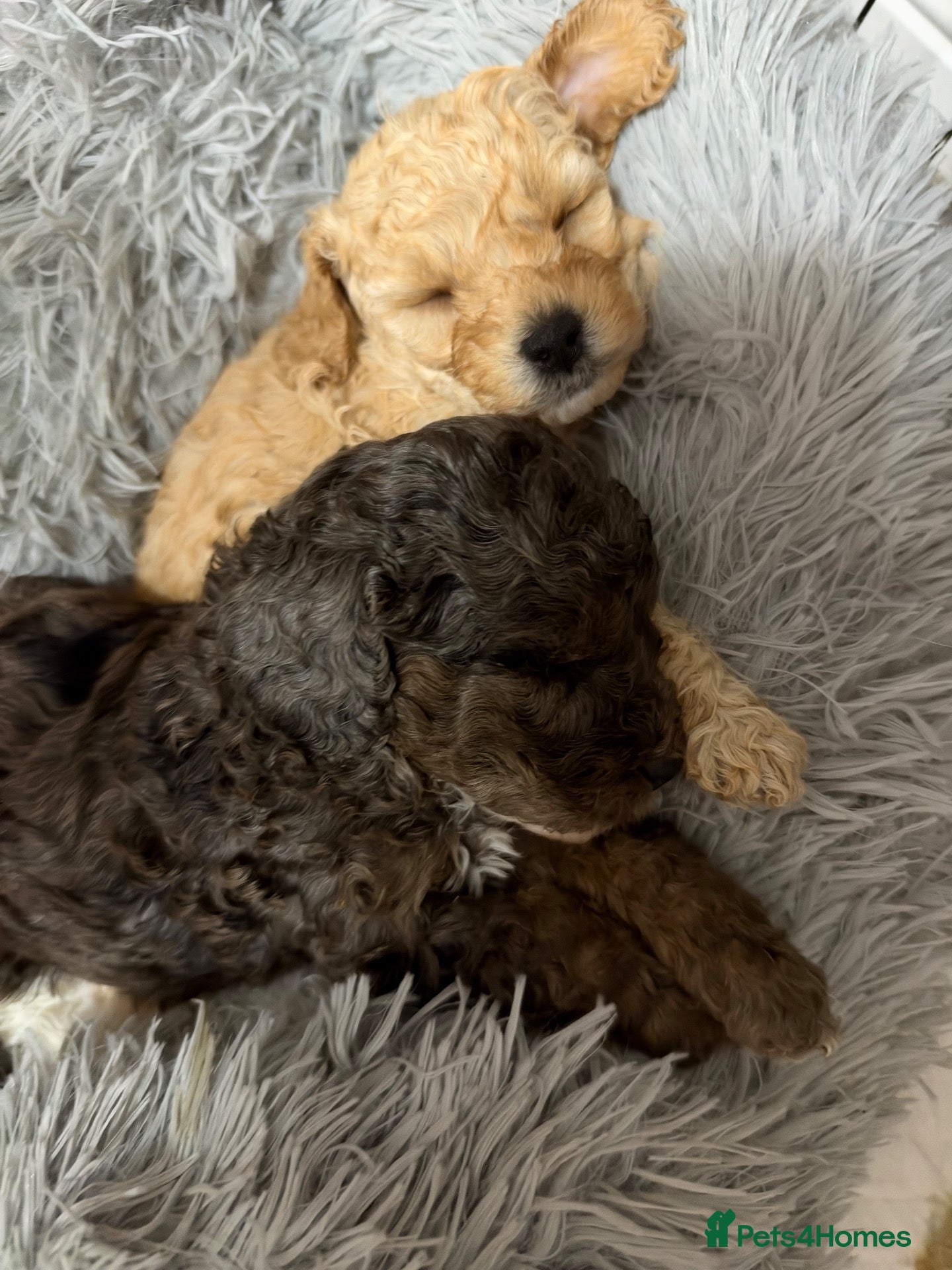 Cavapoo dogs Stunning cavapoo puppies  - Advert 2