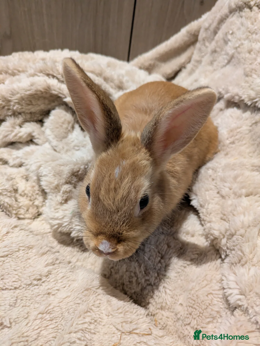 Netherland Dwarf rabbits for sale: Netherlands  - Advert 2