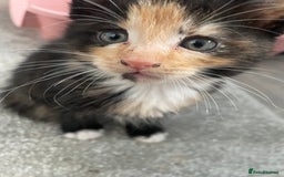 Mixed Breed cats for sale: 3 kittens 2 girls 1 boy  - Image 2