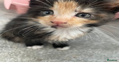 Mixed Breed cats - Advert 16