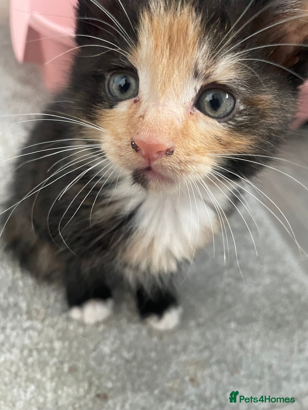 Mixed Breed cats for sale: 3 kittens 2 girls 1 boy  - Image 2