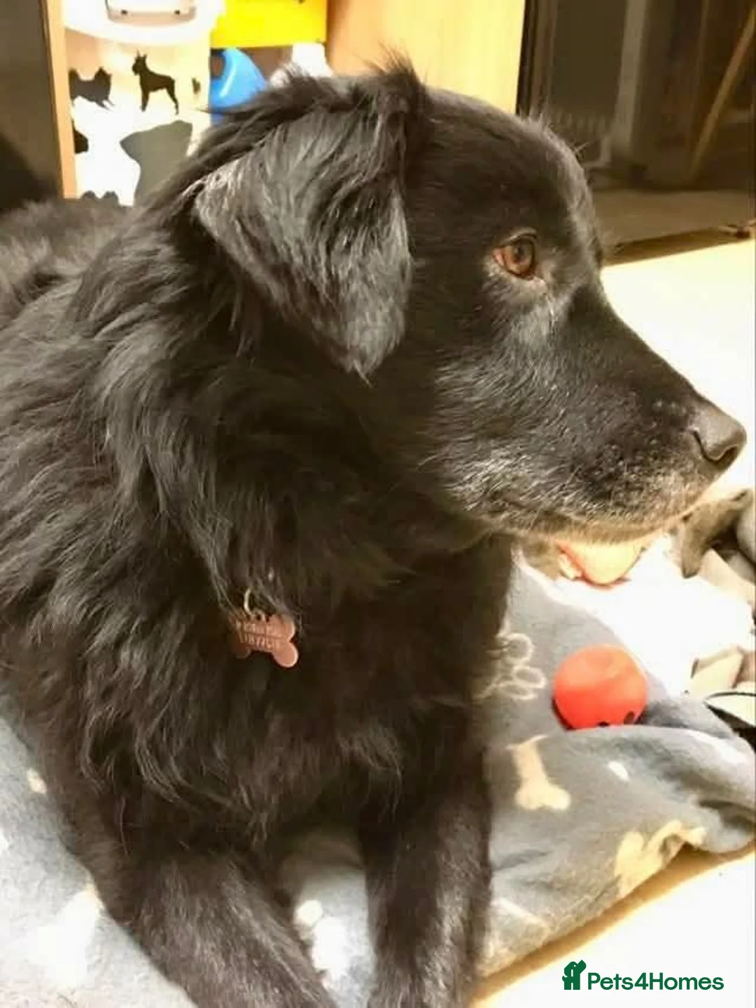 Mixed Breed dogs for adoption: Meet Hera, currently residing in Middlesex  in West Drayton - Advert 9