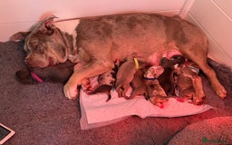 Mixed Breed dogs for sale: STUNNING!!! Staffy Cross Puppies!!! - Image 1