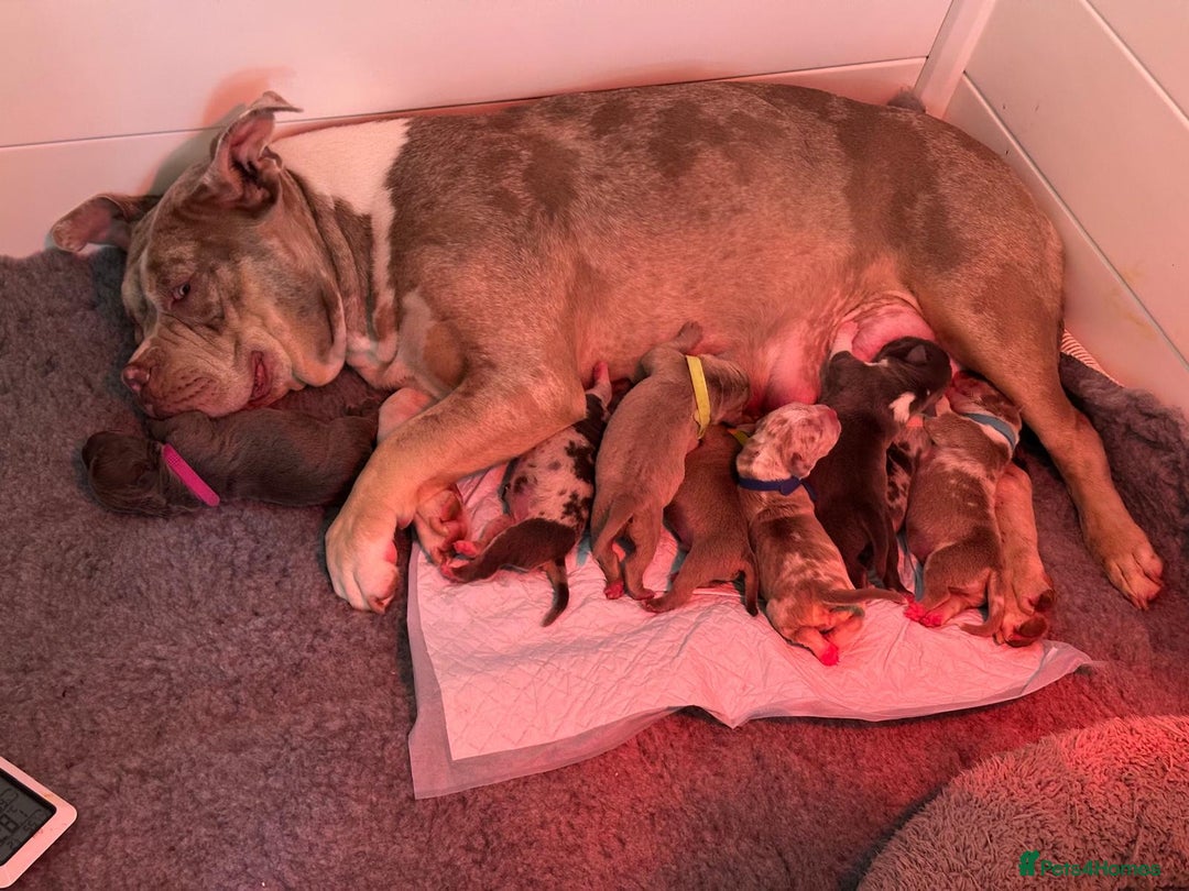 Mixed Breed dogs for sale: STUNNING!!! Staffy Cross Puppies!!! - Image 1