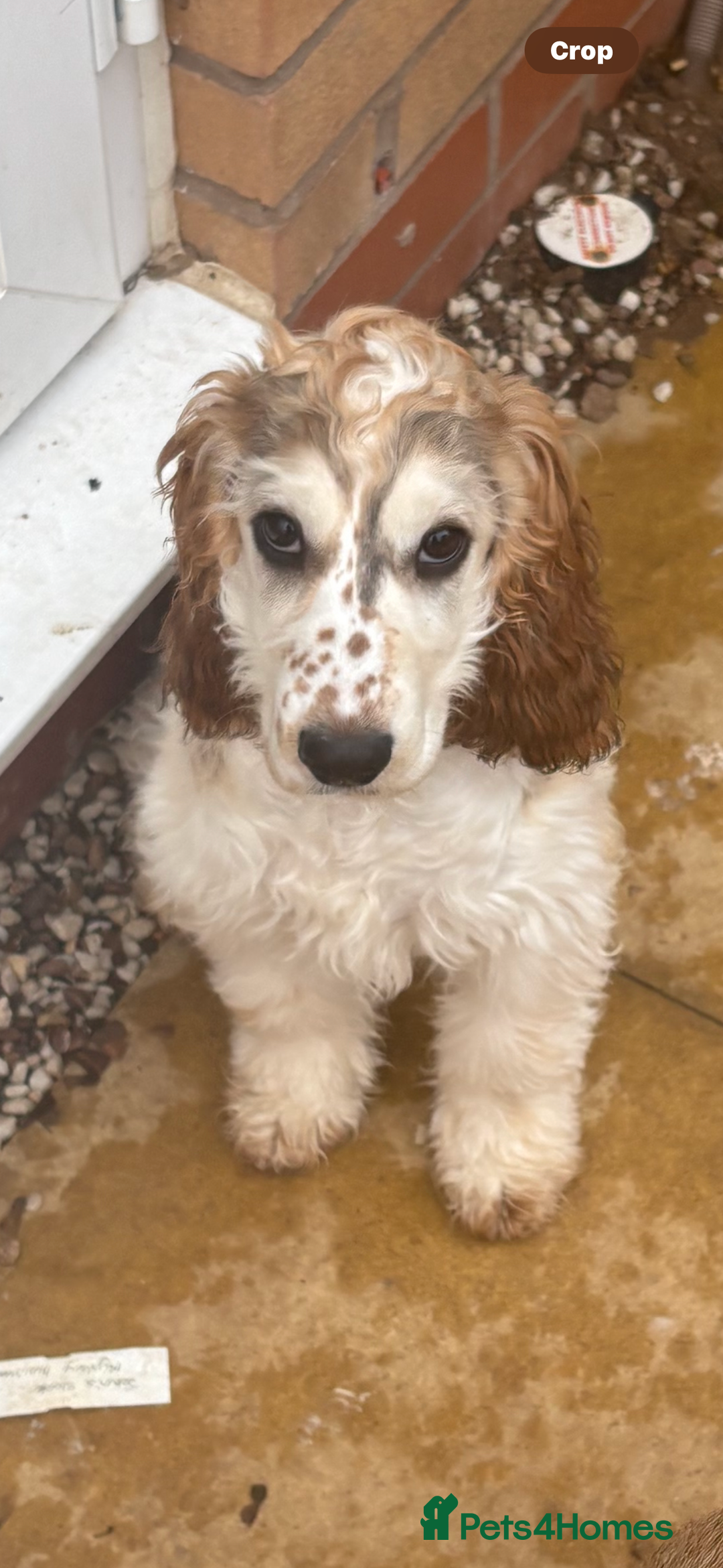 Cocker Spaniel dogs for sale: Kc 5 month old show cocker spaniel girl - Advert 1