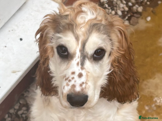 Cocker Spaniel dogs Kc 5 month old show cocker spaniel girl - Advert 1