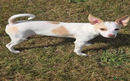 Mixed Breed dogs for sale: Chihuahua cross pom( white) girl to rehome £400   - Image 3