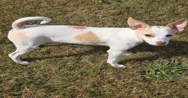 Mixed Breed dogs - Advert 1