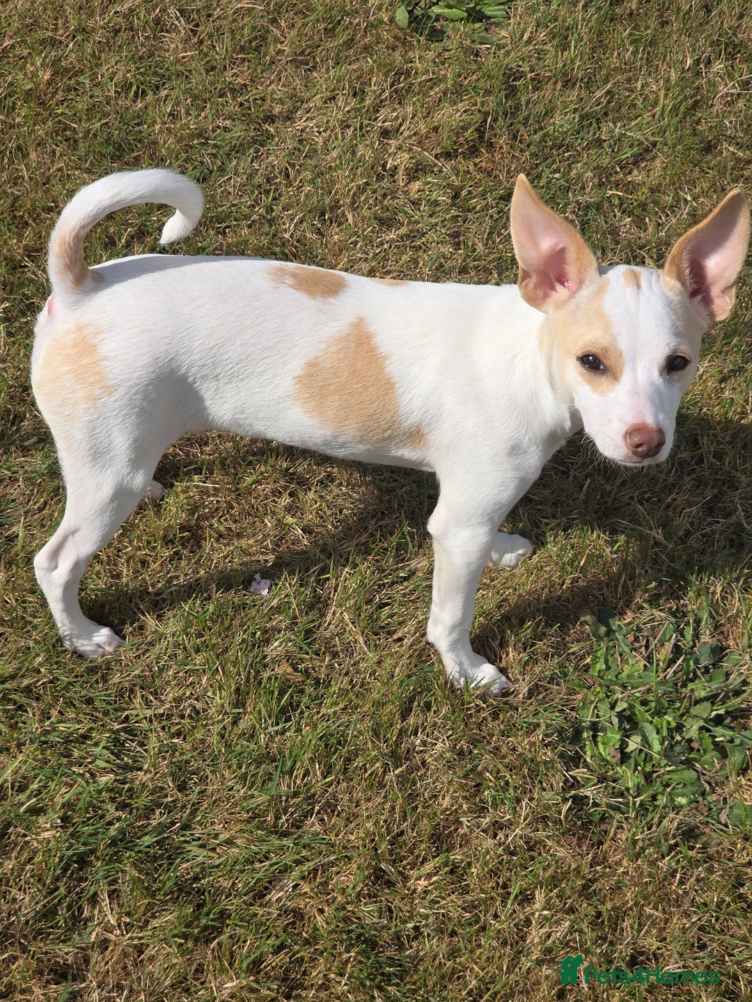 Mixed Breed dogs for sale: Chihuahua cross pom( white) girl to rehome £400   - Image 3