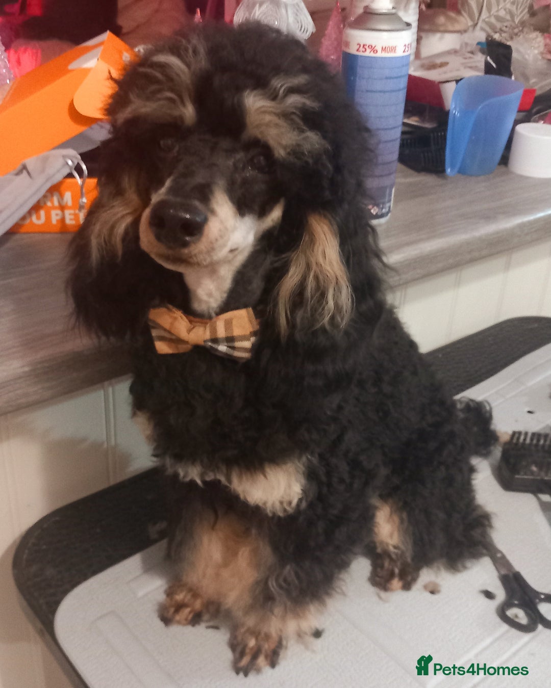 Toy Poodle dogs for stud: *2 STUDS AVAILABLE*FULL PEDIGREE SILVER & PHANTOM in Colwyn Bay - Advert 6