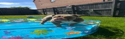 Olde English Bulldogge dogs for stud: 🐾TRI-LILAC OLDE ENGLISH BULLDOG STUD✨ in Barnsley - Advert 4