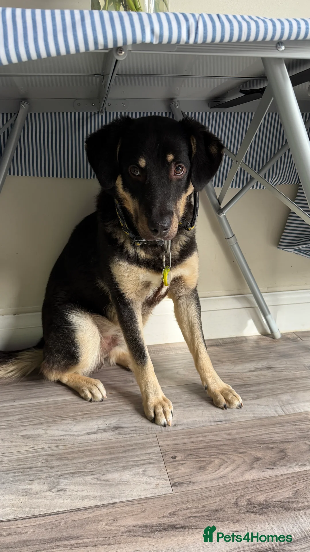 Mixed Breed dogs for adoption: Sweet Scout 💙 Gentle Boy, Loves Dogs!  - Advert 9