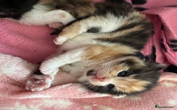 Domestic Shorthair cats for sale: 🐾Sorry….All REHOMED now 🥰 🐾 - Advert 16
