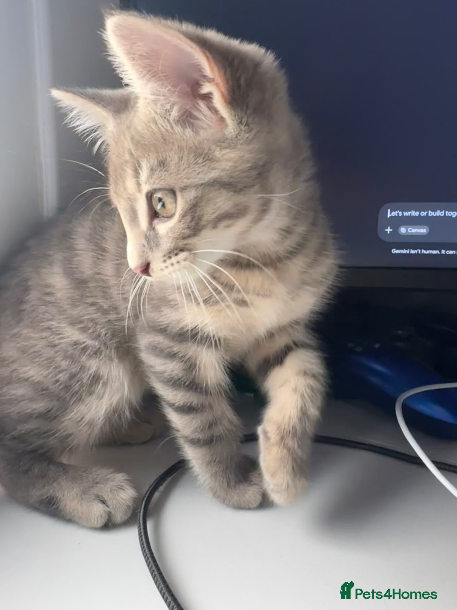 Domestic Shorthair cats 2 beautiful kittens looking for a loving home 🫶. - Advert 22