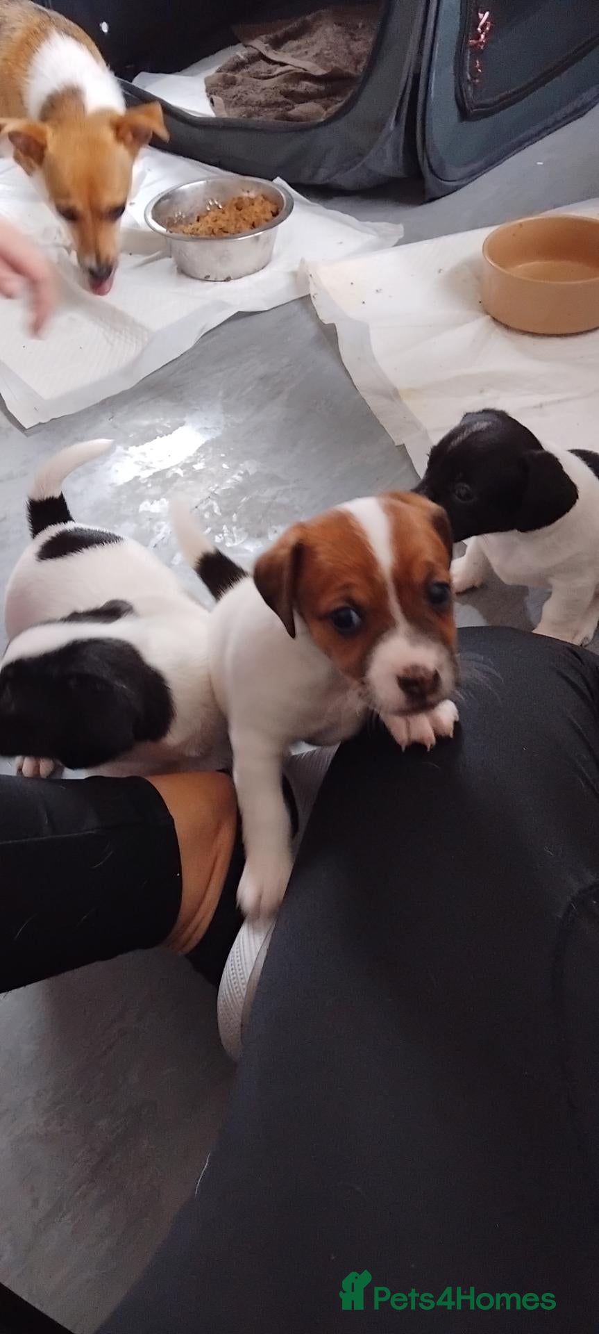 Jack Russell dogs Jack Russell puppies  - Advert 1