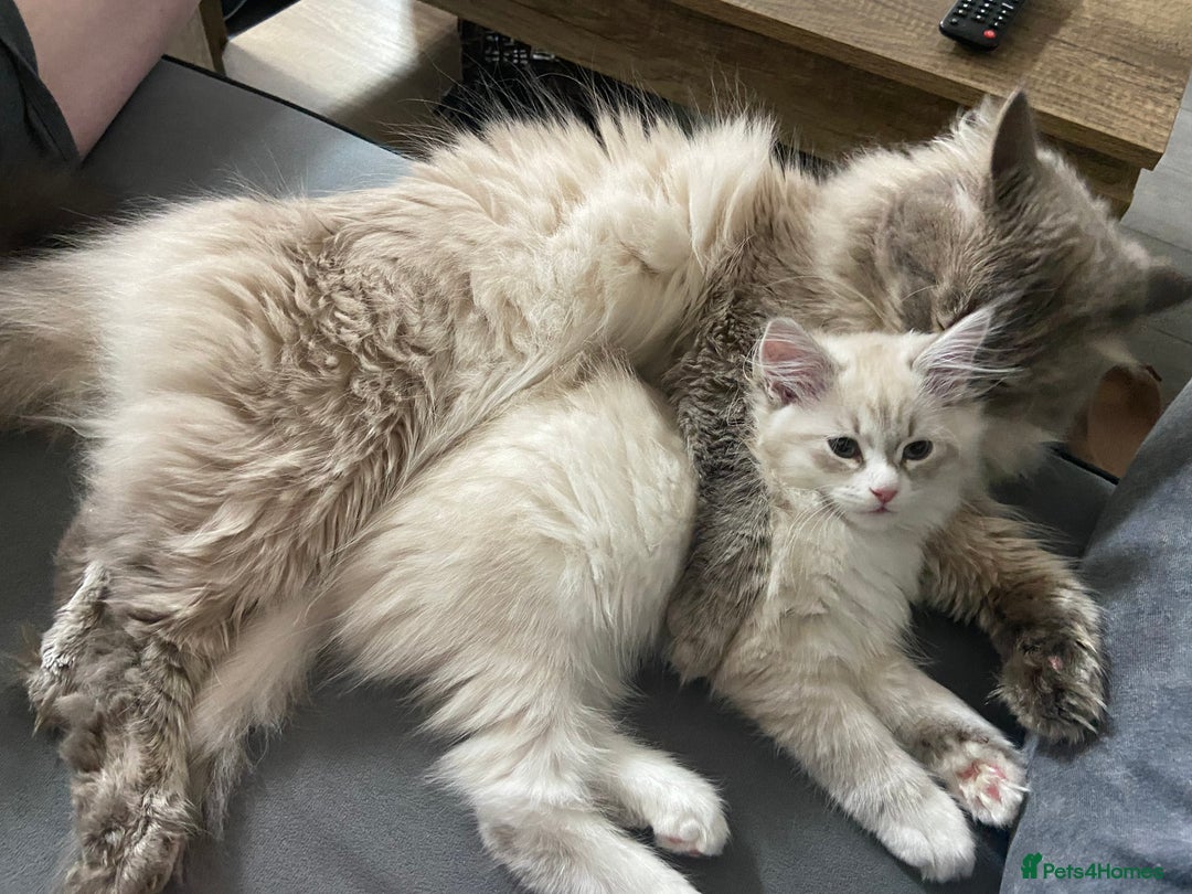 Siberian cats for sale: Siberian kittens   Neva Masquerade White - Image 9