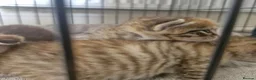 Mixed Breed cats for sale: 3 kittens - Advert 14