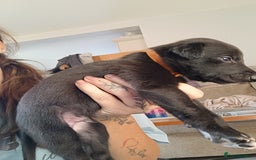 Whippet dogs for sale: Whippet  - Image 6