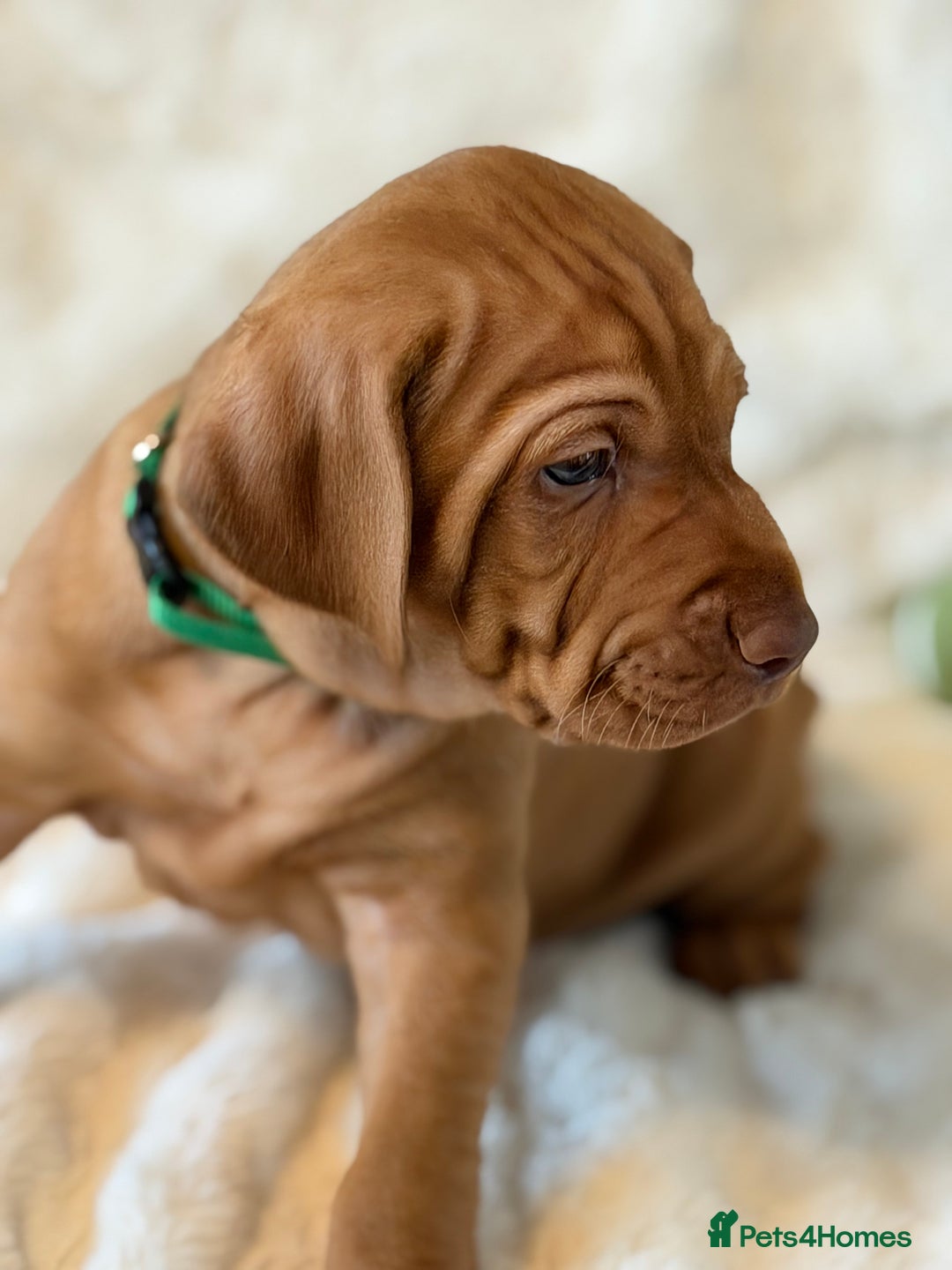 Hungarian Vizsla dogs for sale: Beautiful Hungarian Vizsla Puppies – 5⭐ Homes Only - Advert 6