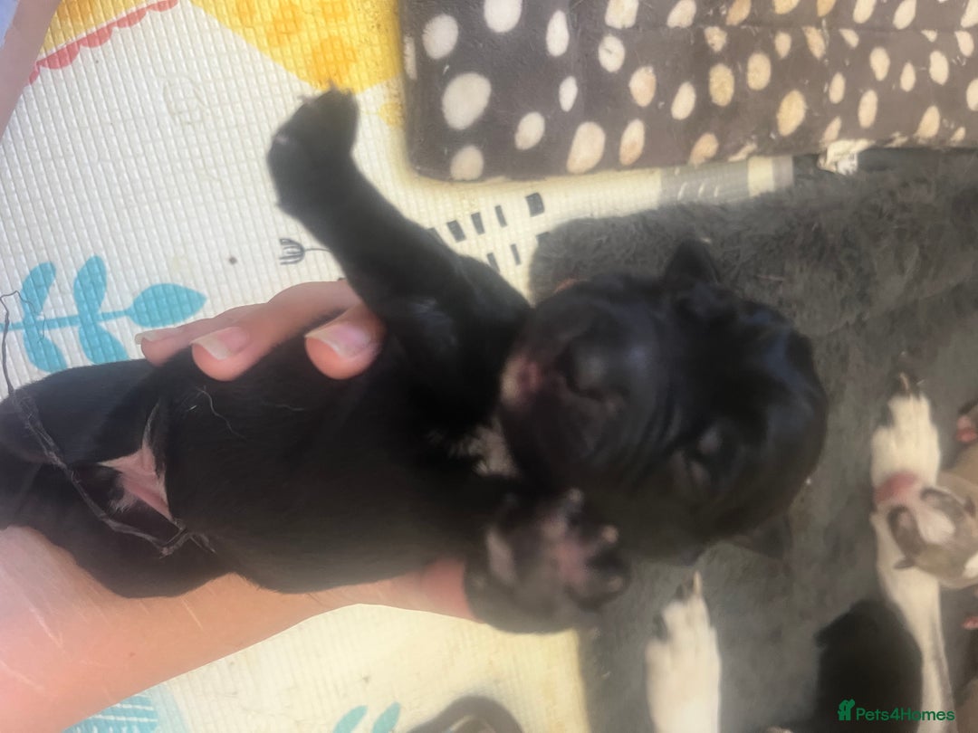 Mixed Breed dogs for sale: Husky/staffi/labrador  - Image 8
