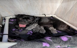 Cane Corso dogs for sale: Cane corso puppies.. - Image 29