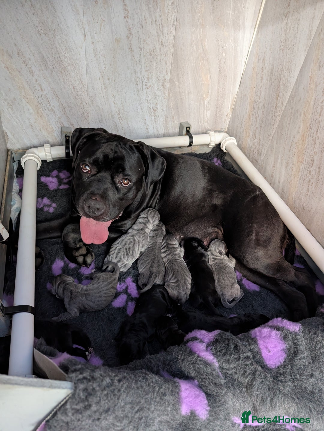 Cane Corso dogs for sale: Cane corso puppies.. - Image 29