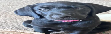 Labrador Retriever 9