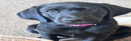 Labrador Retriever dogs for sale: Labrador Retriever KC puppies - Advert 6