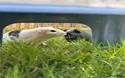 Guinea Pig rodents for sale: Pure teddy bear and other baby guinea pigs - Image 2