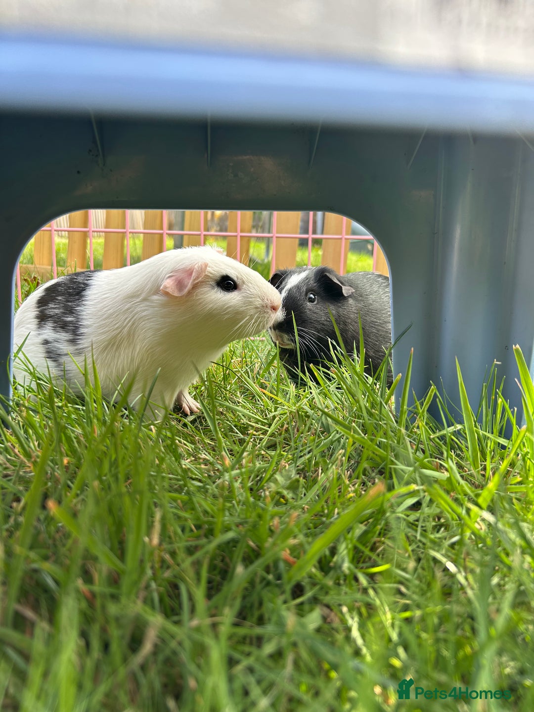 Guinea Pig rodents for sale: Pure teddy bear and other baby guinea pigs - Image 2