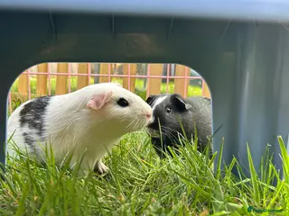 Guinea Pig rodents Smooth coat baby guinea pigs - Advert 9