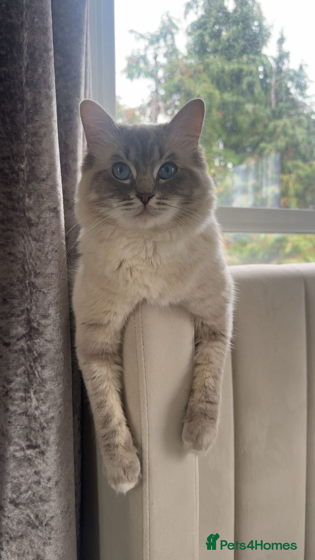 Ragdoll cats for stud: Blue Lynx Ragdoll STUD - Advert 2