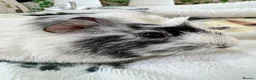 Guinea Pig rodents for sale: Guinea Pigs  - Advert 18