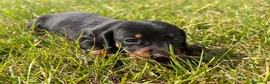 Miniature Dachshund 4