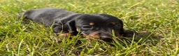 Miniature Dachshund dogs for sale: 5 stunning mini dachshunds for sale❤️🏡🥰 - Advert 24