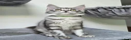 Maine Coon cats for sale: Maine Coon Kittens Fife Registered  - Advert 17
