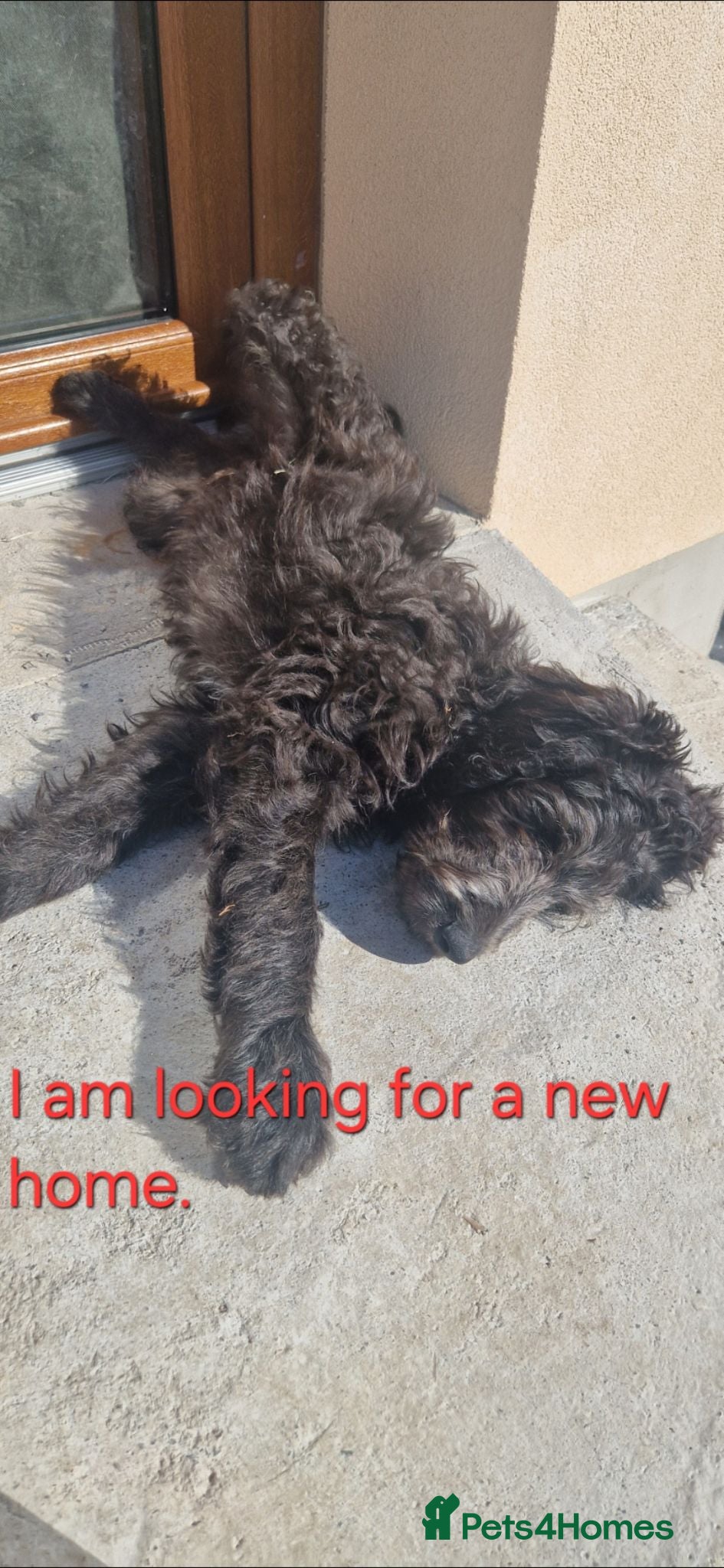 Goldendoodle dogs F1B Rare black standard Goldendoodle North Wales  - Advert 2
